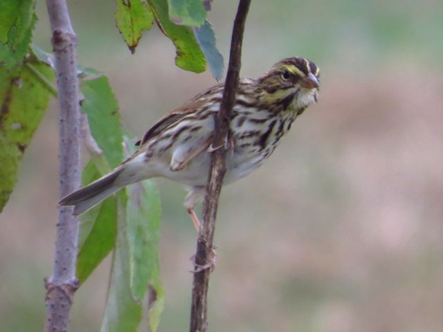 Savannah Sparrow