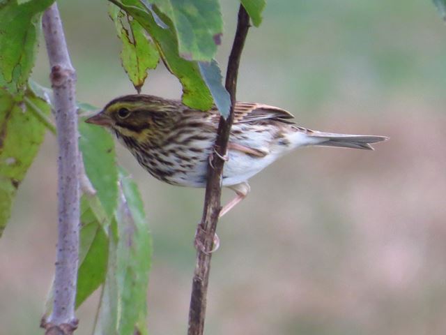 Savannah Sparrow