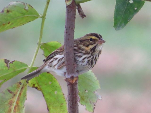 Savannah Sparrow