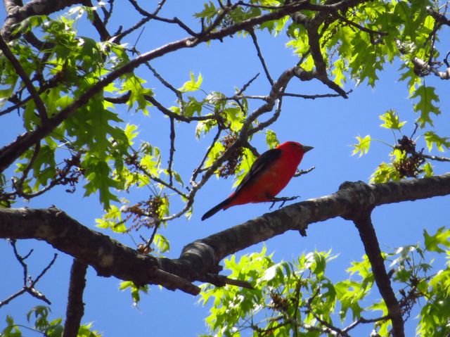 Scarlet Tanager
