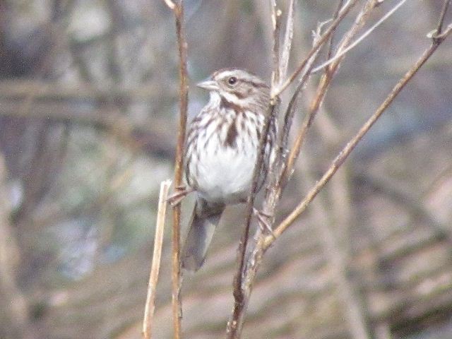 Song Sparrow