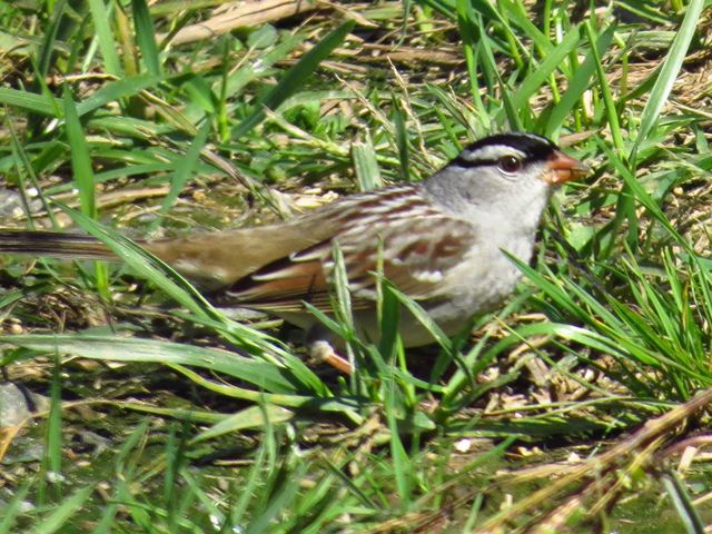 White-crowned Sparrow