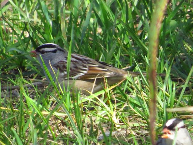 White-crowned Sparrow