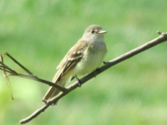 Willow Flycatcher