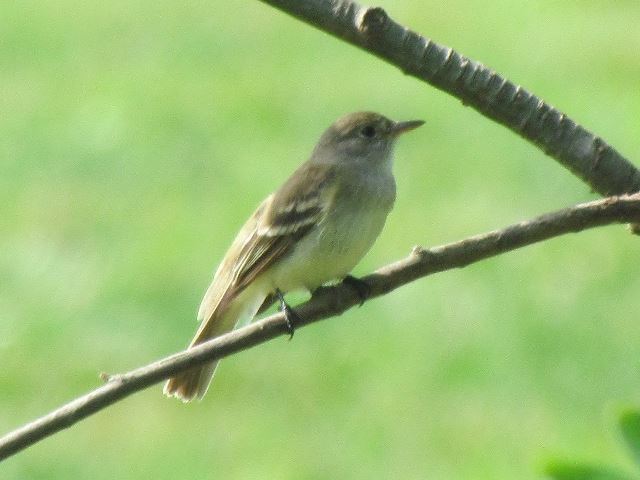 Willow Flycatcher