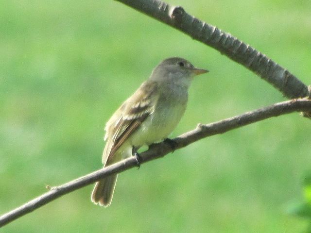 Willow Flycatcher