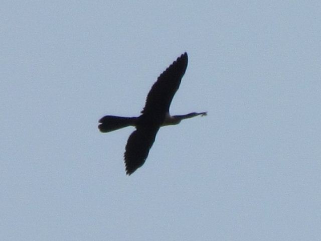 Anhinga