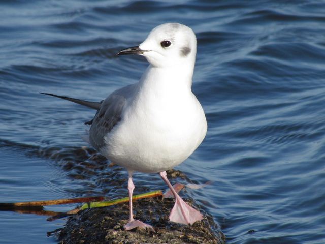 Bonaparte's Gull
