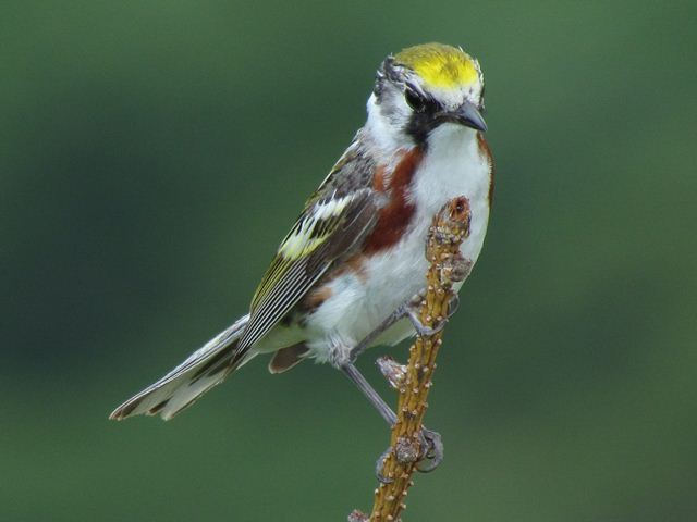 Chestnut-sided Warbler