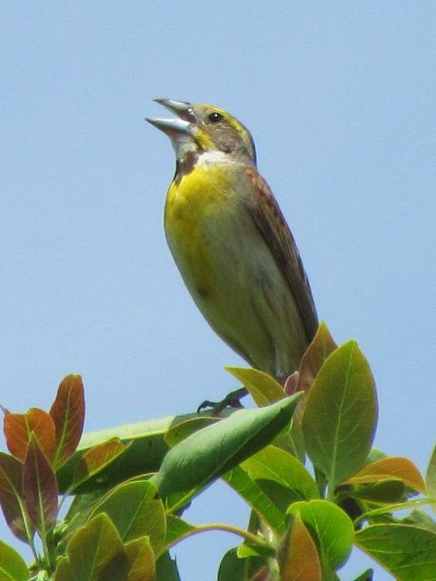 Dickcissel