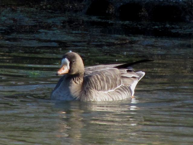 Greater White-fronted Goose