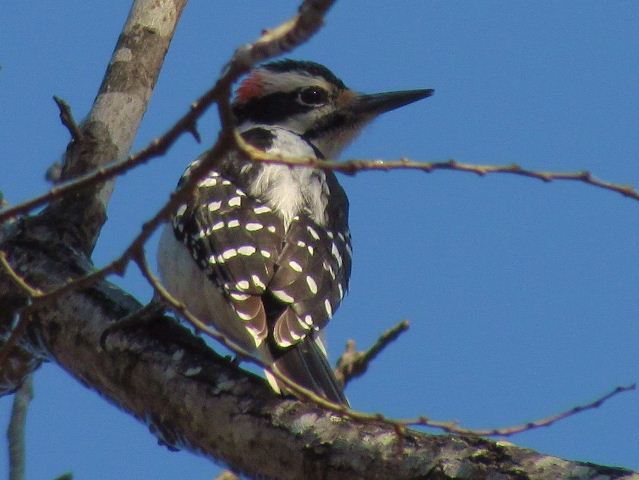 Hairy Woodpecker