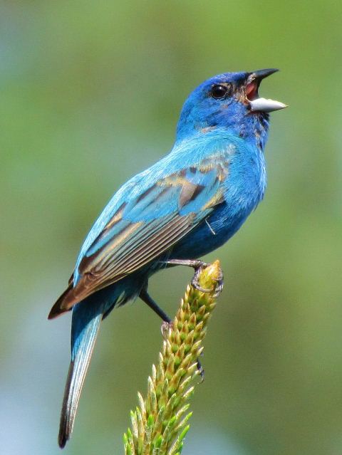 Indigo Bunting