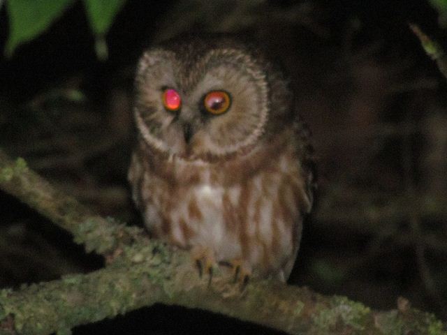 northern saw whet owl
