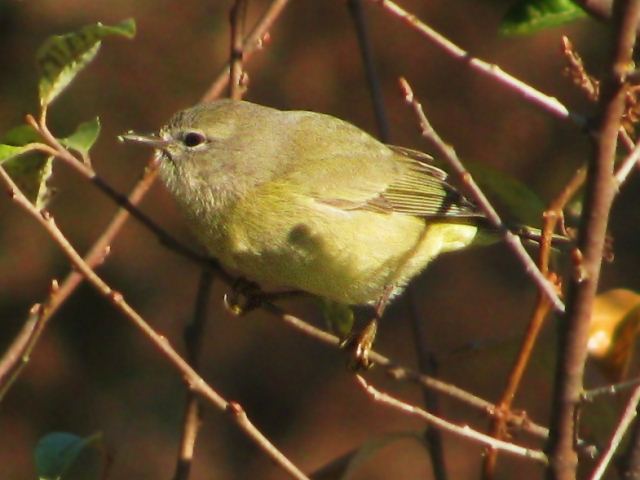 Orange-crowned Warbler