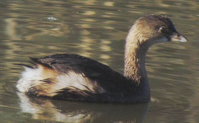 Pied-billed Grebe