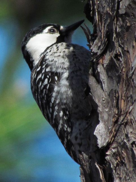 Red-cockaded Woodpecker