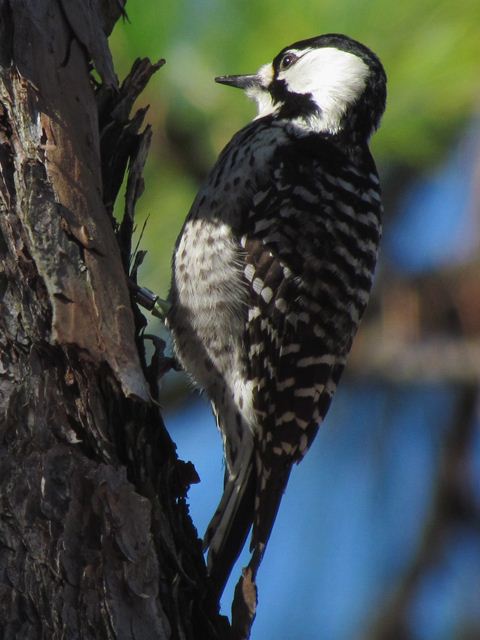 Red-cockaded Woodpecker