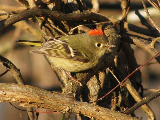 Ruby-crowned Kinglet