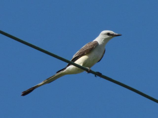 Scissor-tailed Flycatcher