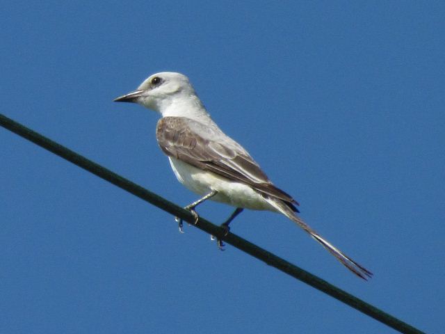 Scissor-tailed Flycatcher