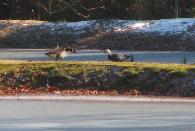 Snow Goose