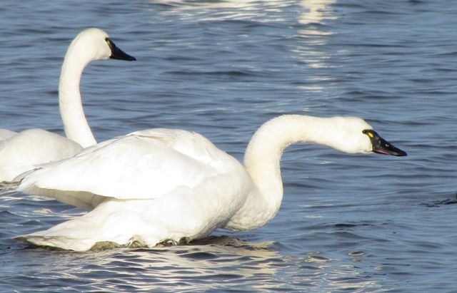 Tundra Swans