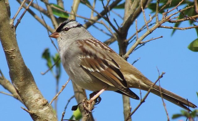 White-crowned Sparrow