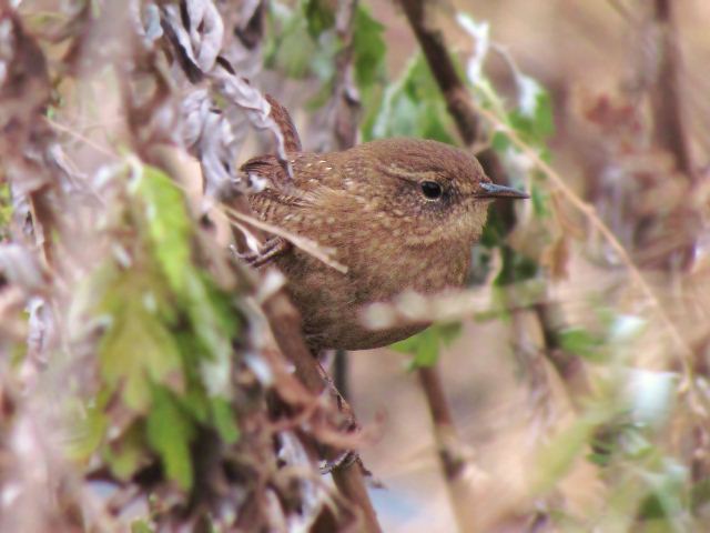 Winter Wren