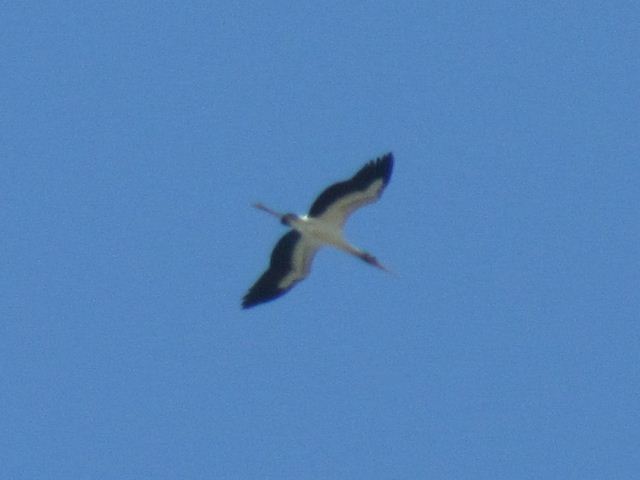 Wood Stork