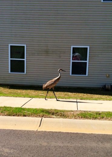 Sandhill Crane