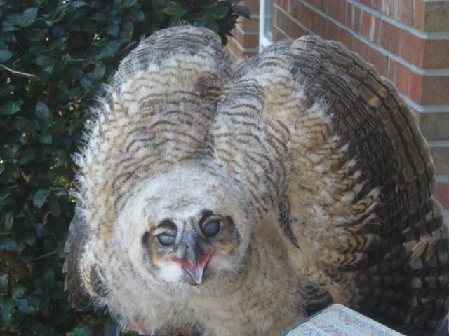 Great Horned Owl