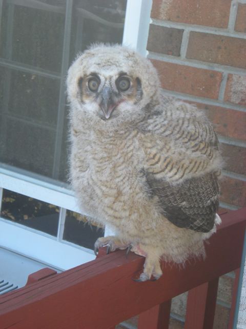 Great Horned Owl