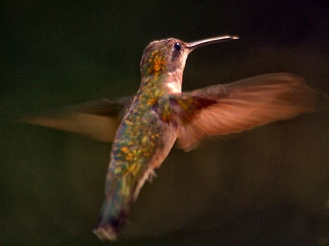 Ruby-throated Hummingbird