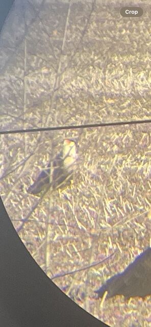Crested Caracara