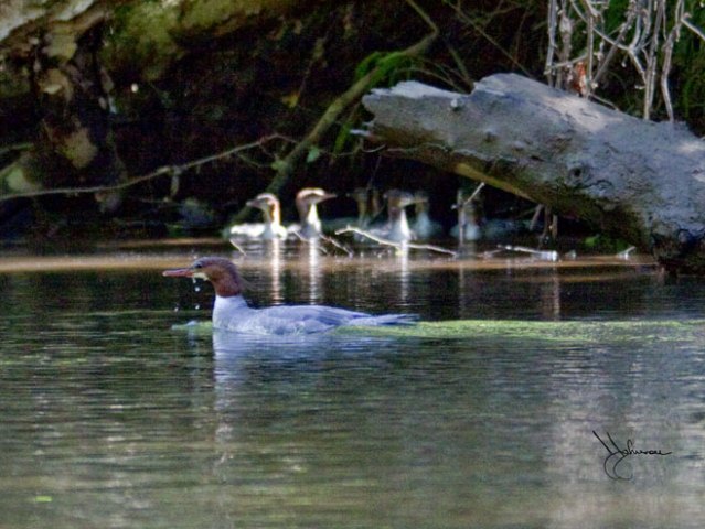 Common Merganser