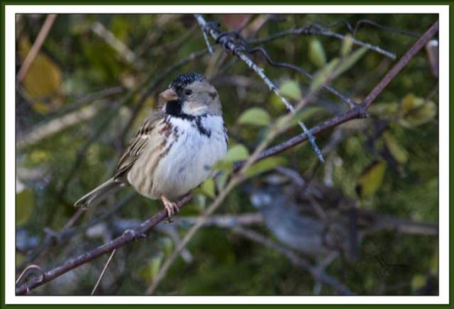 Harris's Sparrow