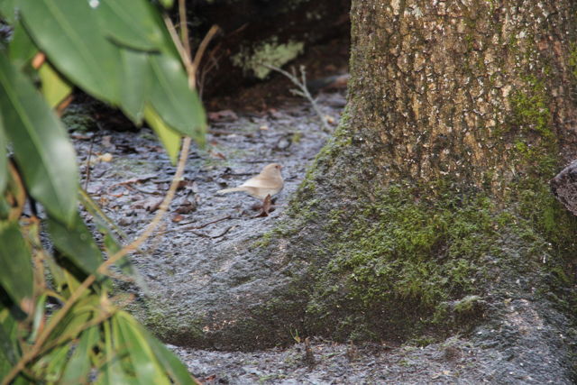 Dark-eyed Junco