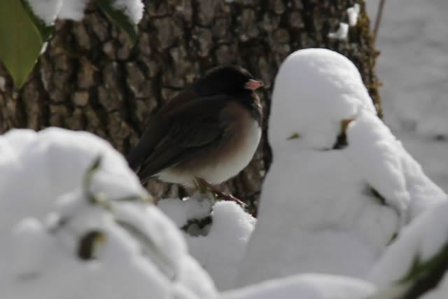 Dark-eyed Junco