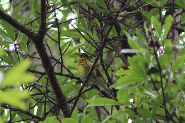 Cape May Warbler