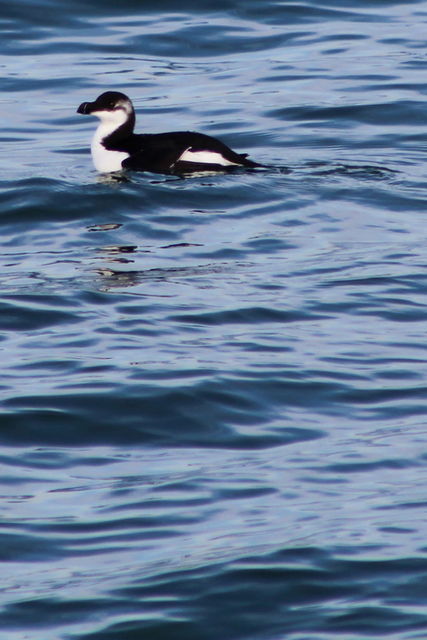 Razorbill