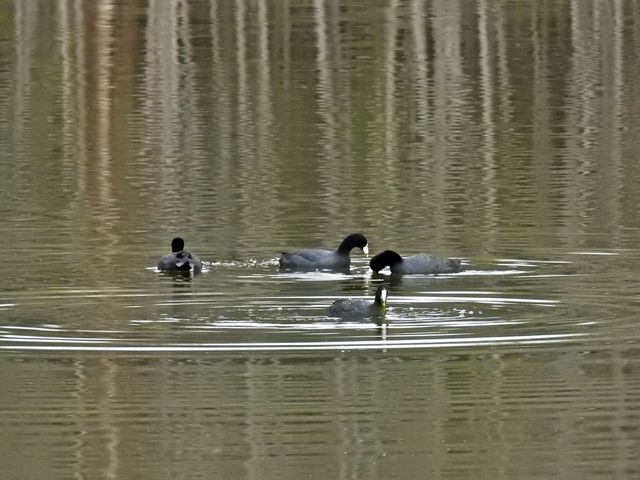 American Coot