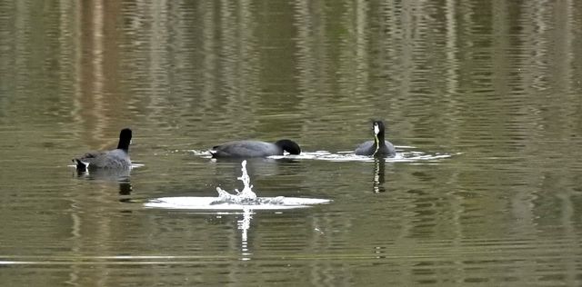 American Coot