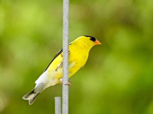 American Goldfinch