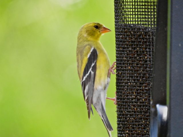 American Goldfinch