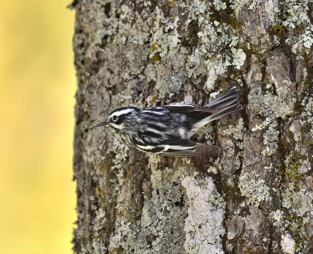 Black-and-white Warbler