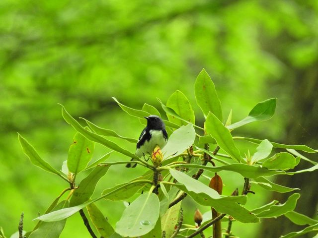 Black-throated Blue Warbler