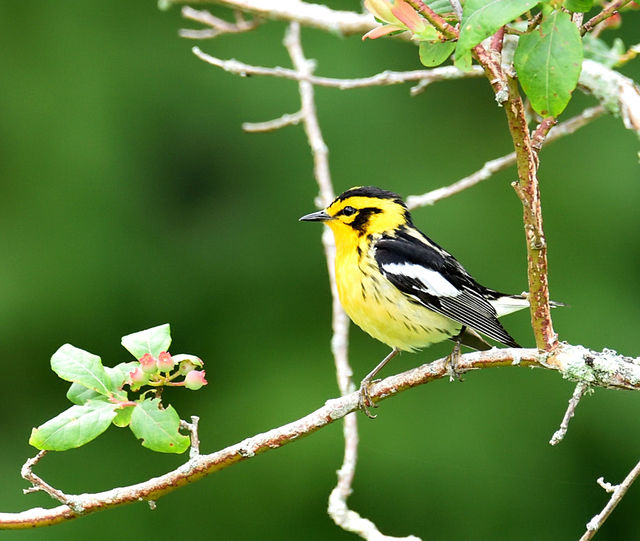 Blackburnian Warbler