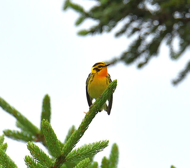 Blackburnian Warbler