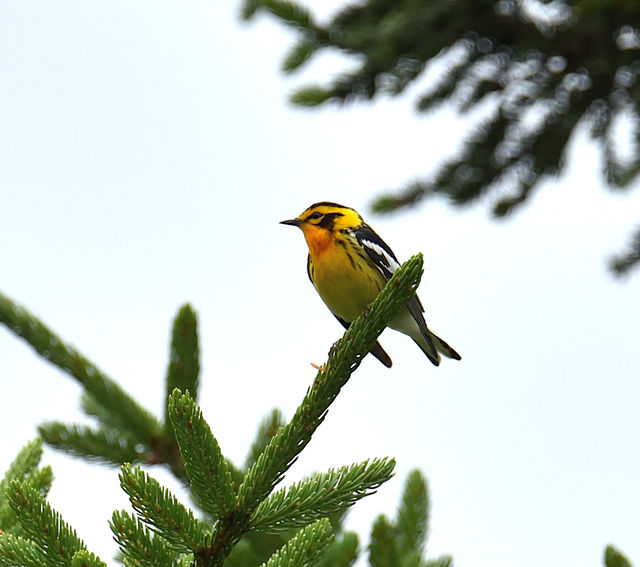 Blackburnian Warbler